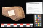 Foto (Objekt + Etikett) von Quercus daphnes, Unger (NHMW-GEO-2024-0188-0966)